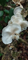 Image of Campanophyllum proboscideum
