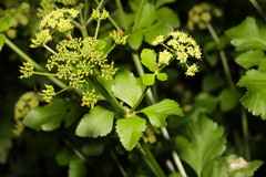 Smyrnium olusatrum