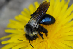 Andrena danuvia