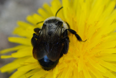 Andrena danuvia