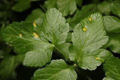 Puccinia smyrnii