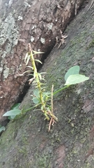 Tracheophyta