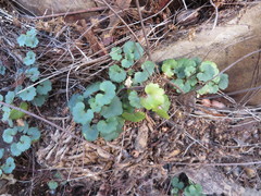 Cymbalaria muralis