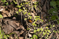 Bombus hypnorum