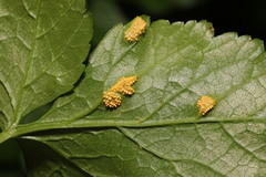 Puccinia smyrnii