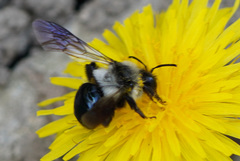 Andrena danuvia