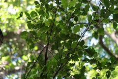 Gymnosporia harveyana harveyana