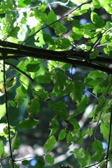Gymnosporia harveyana harveyana