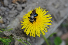 Andrena danuvia