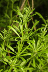 Galium aparine