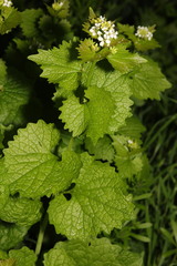 Alliaria petiolata
