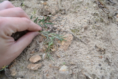 Astragalus ucrainicus