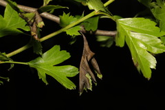 Monilinia johnsonii