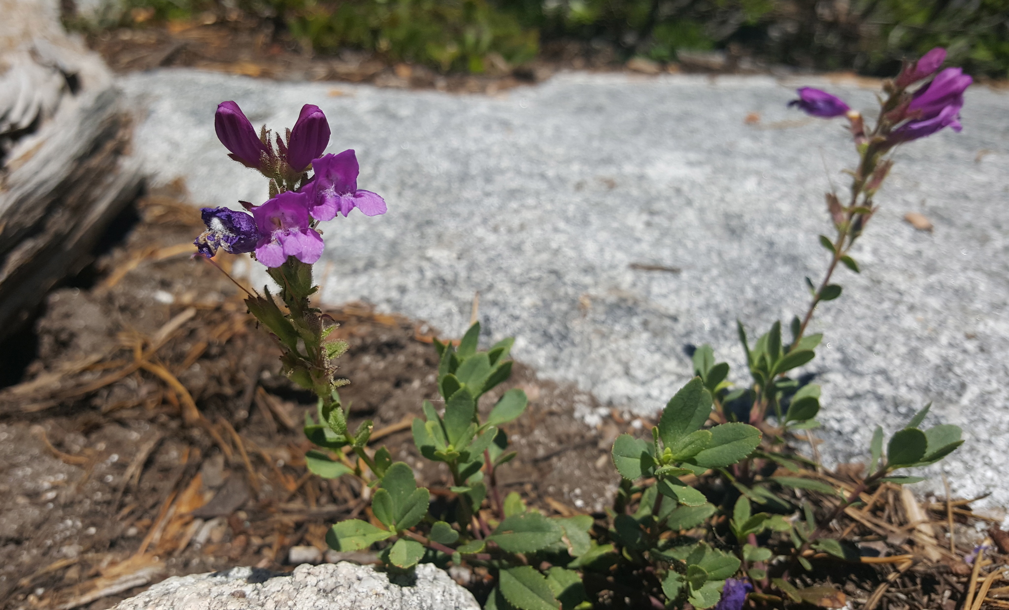 Penstemon newberryi var. berryi