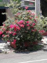 Bougainvillea