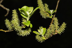 Salix caprea