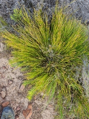Anthochortus crinalis