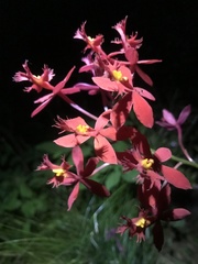 Epidendrum × obrienianum