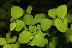 Symphoricarpos albus
