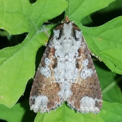 Condica mimica