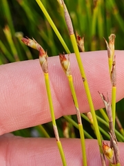 Anthochortus crinalis