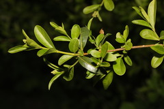 Ligustrum vulgare