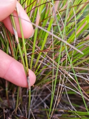 Anthochortus crinalis