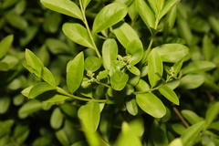 Ligustrum vulgare