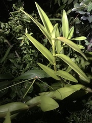 Epidendrum × obrienianum