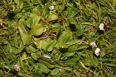 Bellis perennis