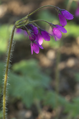 Primula matthioli sachalinensis
