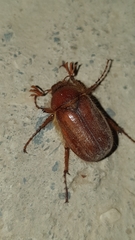 Holochelus