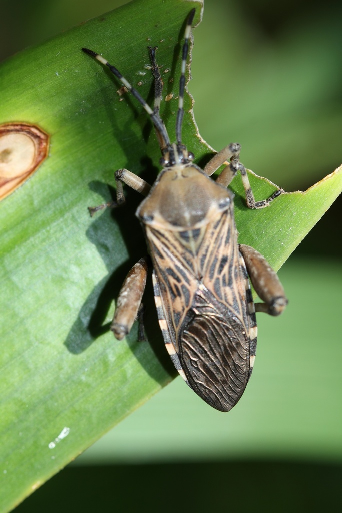 Petascelini