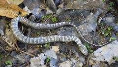 Helicops leopardinus