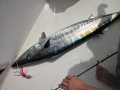 Acanthocybium solandri