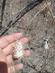 Echinopepon racemosus