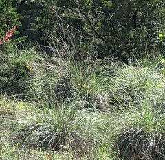Muhlenbergia lindheimeri