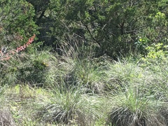 Muhlenbergia lindheimeri