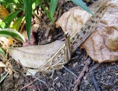 Schistocerca gregaria flaviventris