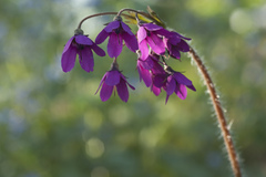 Primula matthioli sachalinensis