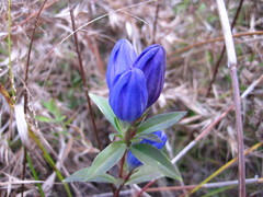 Gentiana catesbaei