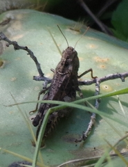 Arphia pseudonietana