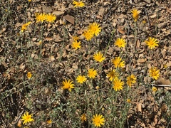 Eriophyllum lanatum achilleoides