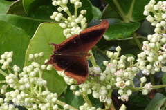Marpesia zerynthia