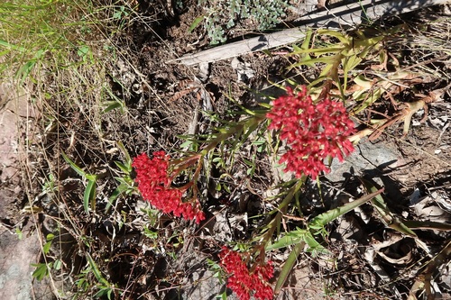 Crassula alba