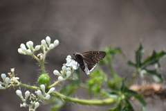 Thorybes tehuacana