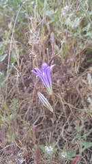 Brodiaea elegans elegans