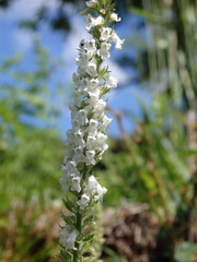 Anarrhinum duriminium