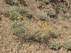 Eriophyllum lanatum achilleoides