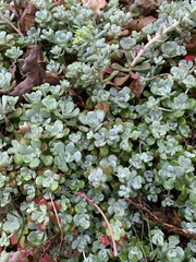 Sedum spathulifolium